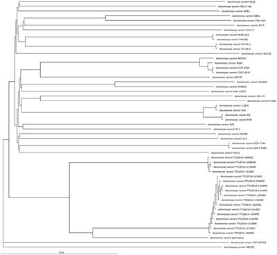 Identification of Antimicrobial Resistance Determinants in Aeromonas veronii Strain MS-17-88 Recovered From Channel Catfish (Ictalurus punctatus)